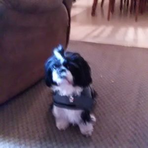 Meet your Posher, Evelyn